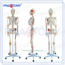 Anatomie d&#39;enseignement PNT-0107 d&#39;excellente qualité avec Skull disarticulated modèle Skull